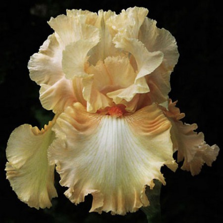 'Peaches And Dreams' Ghio 2003